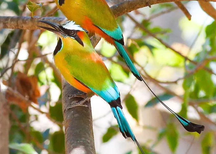 Motmot Tamarindo